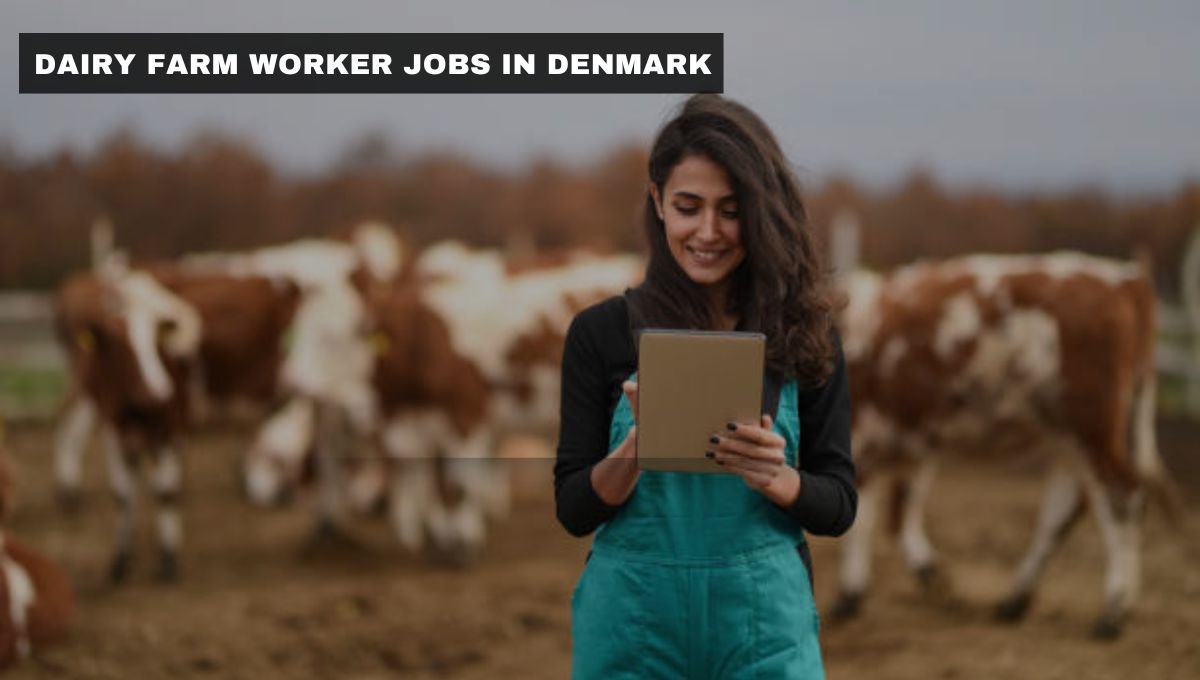 Dairy Farm Worker Jobs in Denmark with Visa Sponsorship